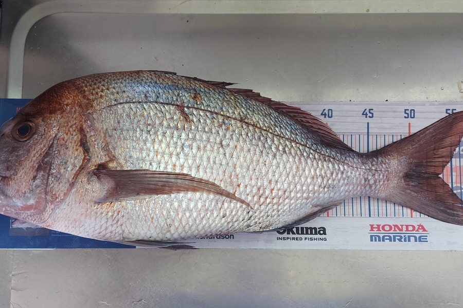 Troy Rae-Royle caught this 53.5cm Snapper at North Shore during The Hirepool Baitmates Fishing Comp