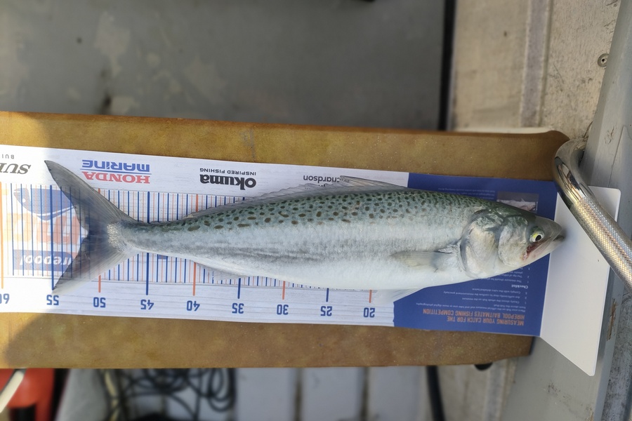 Mark Devane caught this 51.0cm Kahawai at Paraparaumu during The Hirepool Baitmates Fishing Comp