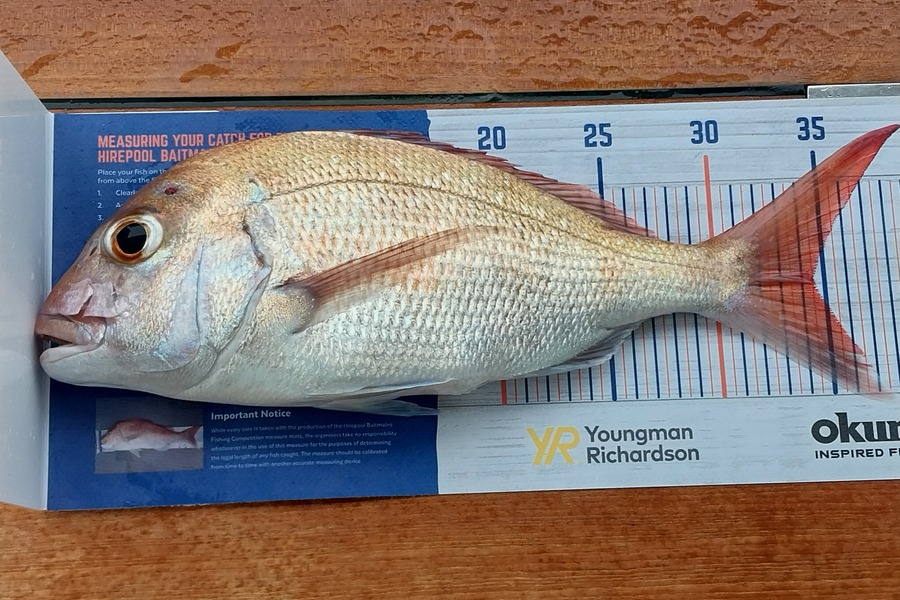 Grant Manning caught this 34.5cm Snapper at Tirj channel during The Hirepool Baitmates Fishing Comp