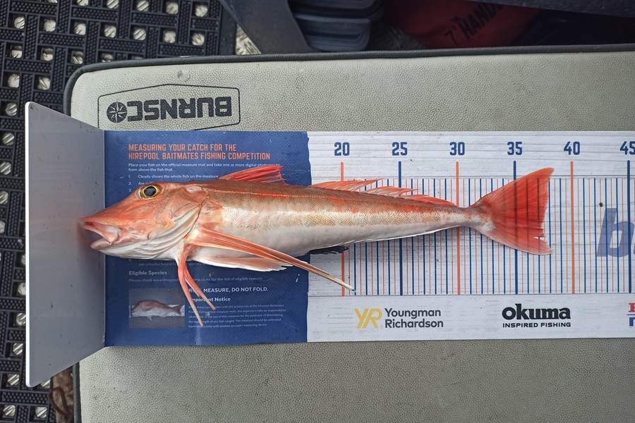 Duncan Pringle caught this 37.0cm Gurnard at Wellington harbour  during The Hirepool Baitmates Fishing Comp