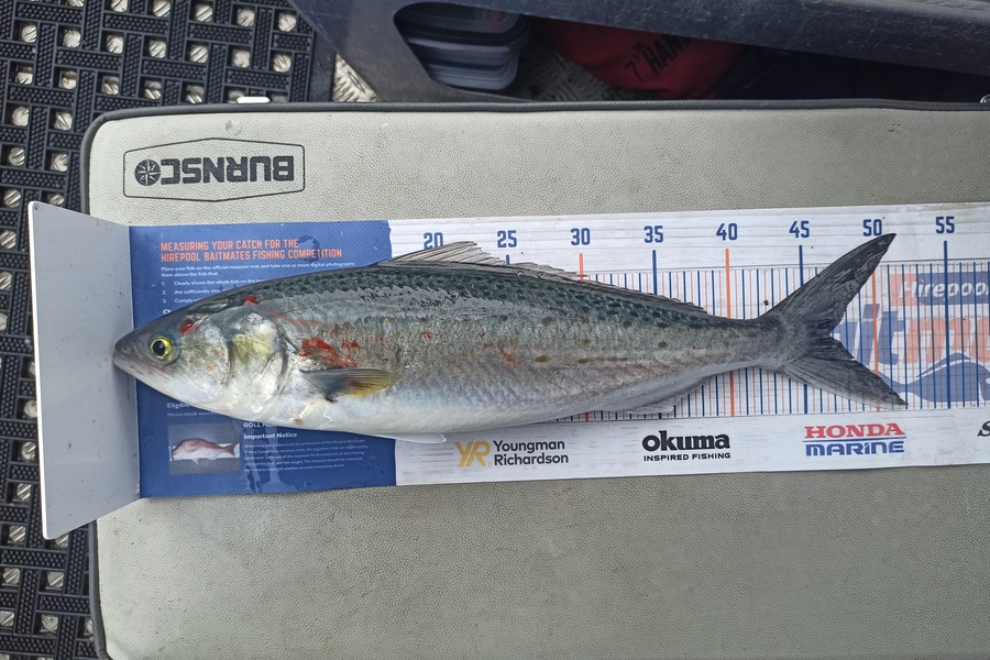 Duncan Pringle caught this 46.5cm Kahawai at Wellington harbour  during The Hirepool Baitmates Fishing Comp