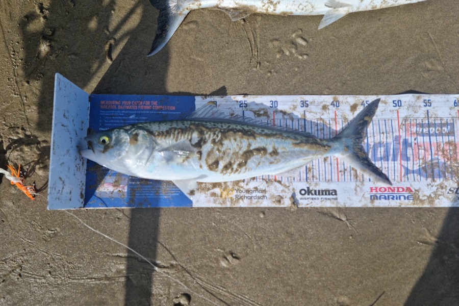 Jayden Emtage caught this 44.0cm Kahawai at glinks gully during The Hirepool Baitmates Fishing Comp