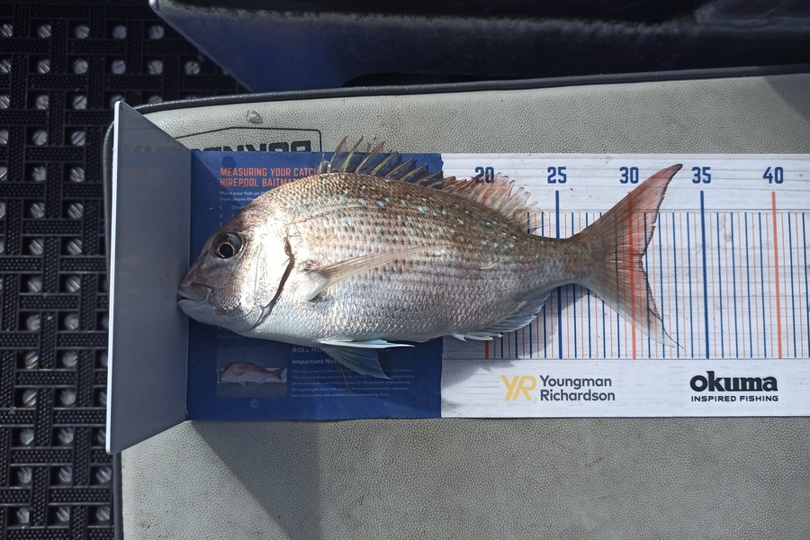 Duncan Pringle caught this 30.5cm Snapper at Wellington harbour  during The Hirepool Baitmates Fishing Comp