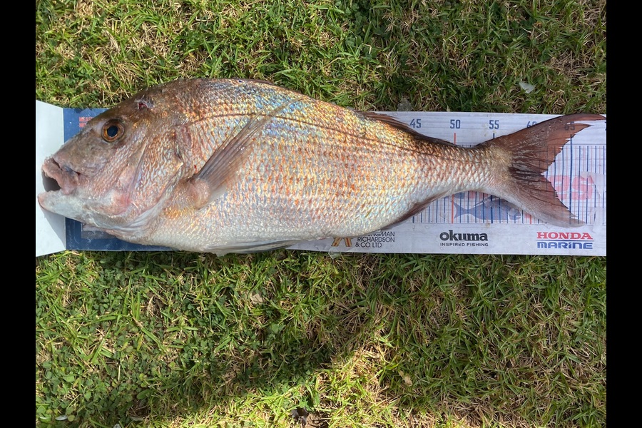 Mark Ray caught this 61.0cm Snapper at Northland during The Hirepool Baitmates Fishing Comp