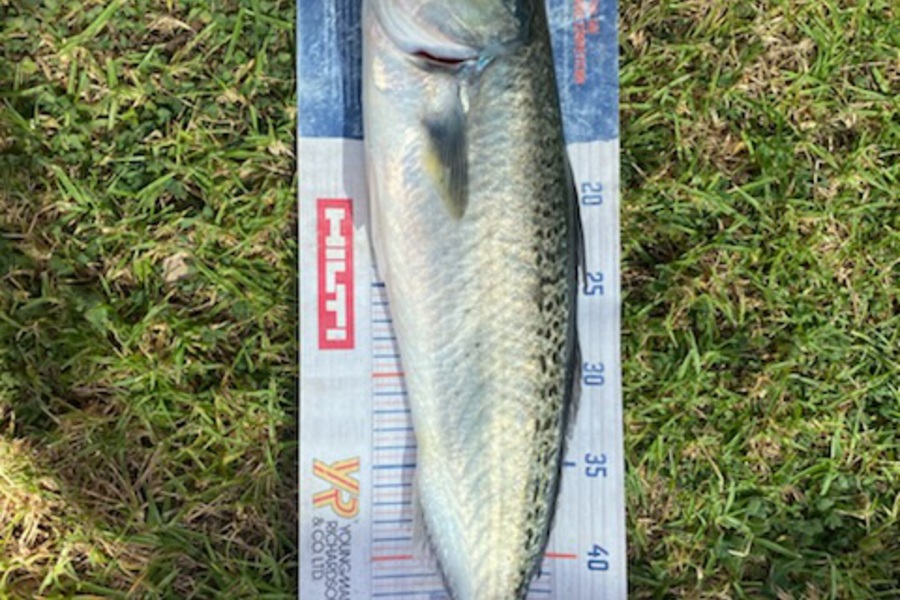 Mark Ray caught this 51.5cm Kahawai at Northland during The Hirepool Baitmates Fishing Comp