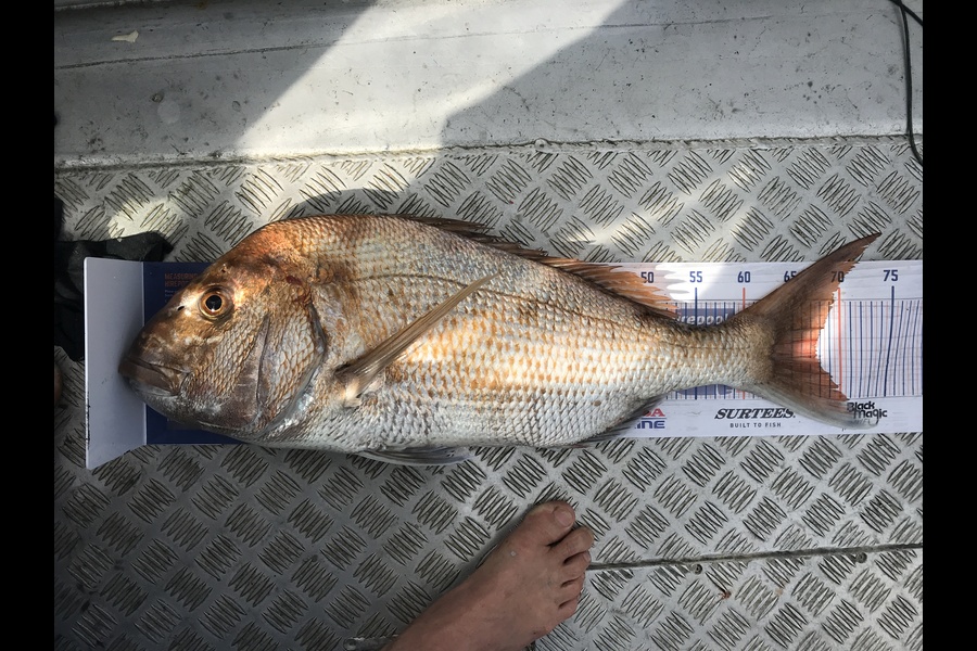 Kraig Steiner caught this 67.5cm Snapper at Kaipara during The Hirepool Baitmates Fishing Comp
