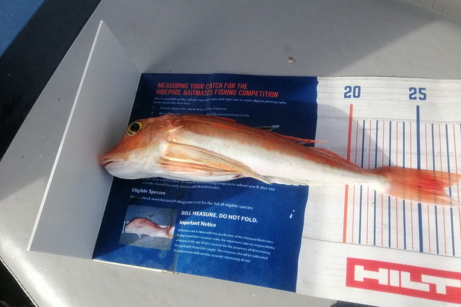 Larry Temperley caught this 26.5cm Gurnard at Little Barrier during The Hirepool Baitmates Fishing Comp
