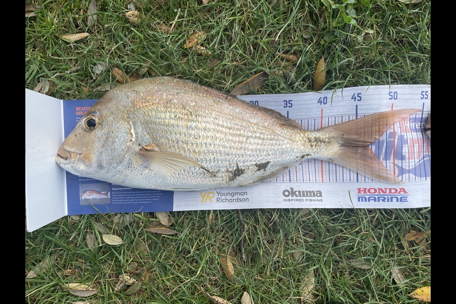 Neil Holmes caught this 46cm Snapper at East Auckland estuary  during The Hirepool Baitmates Fishing Comp