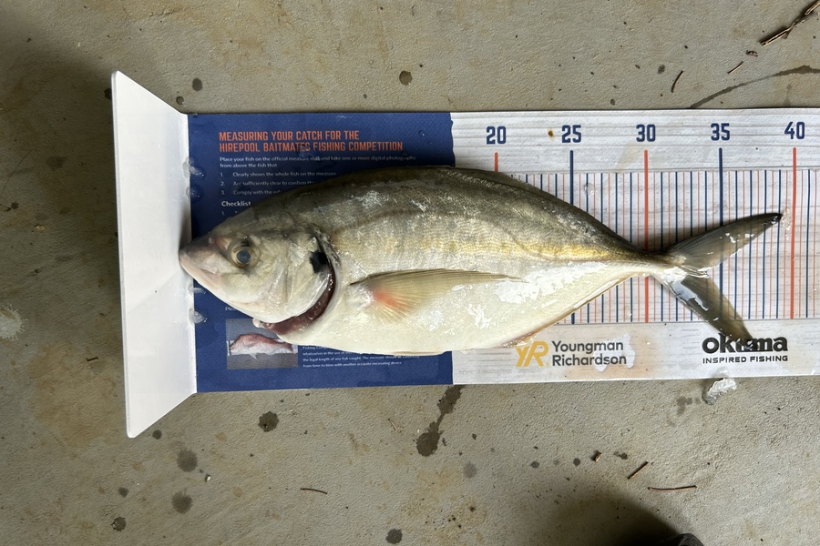 Erin Mcloughlin caught this 33.5cm Trevally at Hauraki Gulf during The Hirepool Baitmates Fishing Comp