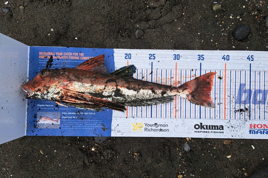 Brian Farley caught this 37.0cm Gurnard at Waiiti during The Hirepool Baitmates Fishing Comp