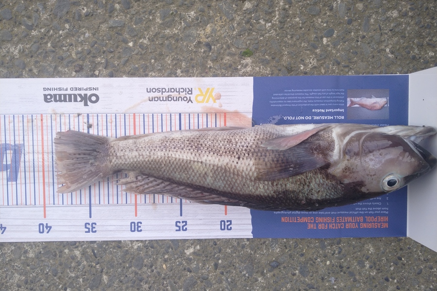 Luke Bryant  caught this 38.5cm Blue Cod at Makara during The Hirepool Baitmates Fishing Comp