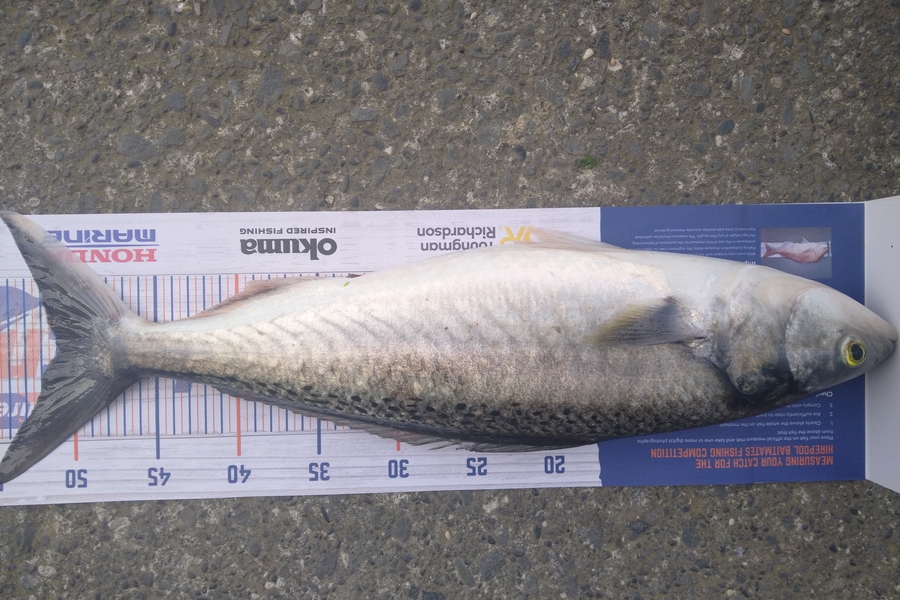 Luke Bryant  caught this 51.0cm Kahawai at Makara during The Hirepool Baitmates Fishing Comp