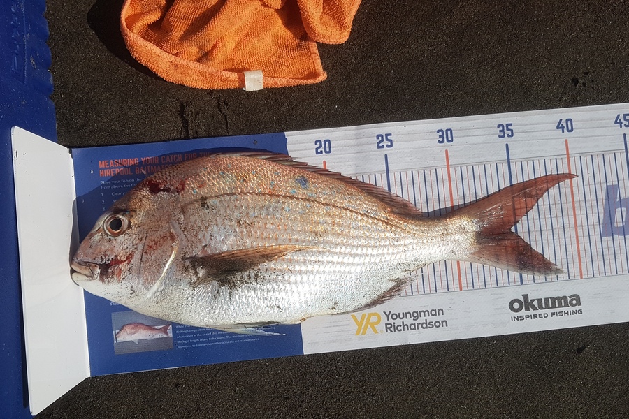Flint Matene caught this 34.0cm Snapper at Raglan during The Hirepool Baitmates Fishing Comp