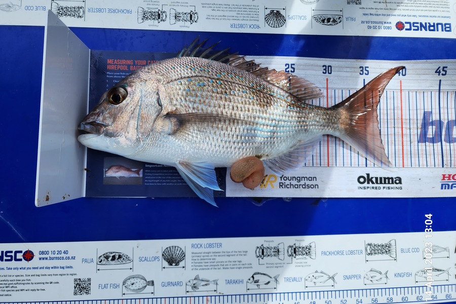 Sarel Joubert caught this 36.5cm Snapper at Whangarei Harbour during The Hirepool Baitmates Fishing Comp