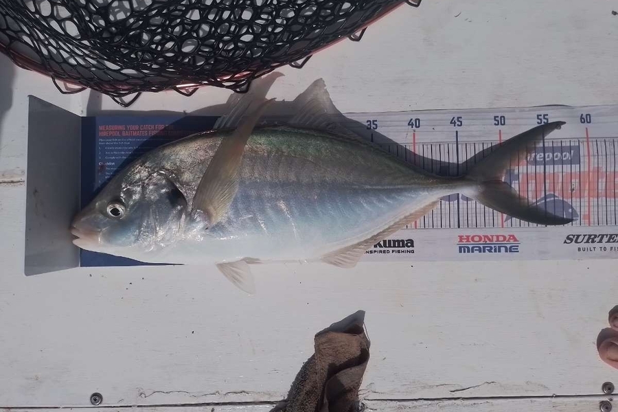 Daniel Dawson caught this 50.0cm Trevally at Tauranga  during The Hirepool Baitmates Fishing Comp
