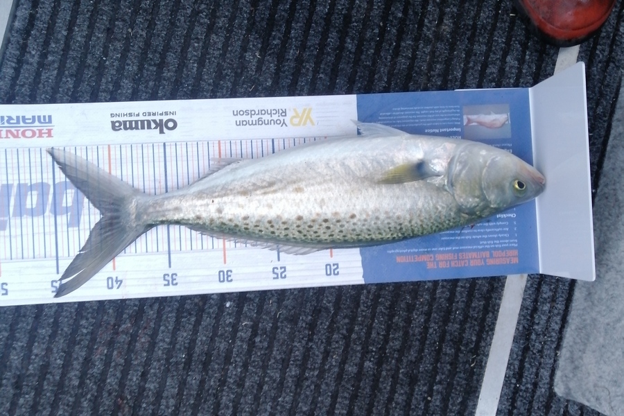 Riki Archer caught this 40.5cm Kahawai at Tauranga harbour during The Hirepool Baitmates Fishing Comp