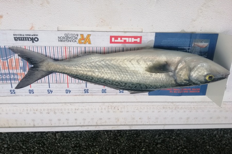 Larry Temperley caught this 48.5cm Kahawai at Inner Hauraki Gulf during The Hirepool Baitmates Fishing Comp