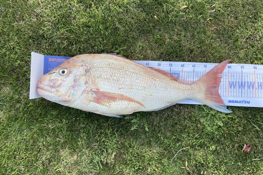 Jack Ogden caught this 76.0cm Snapper at Bell Block during The Hirepool Baitmates Fishing Comp