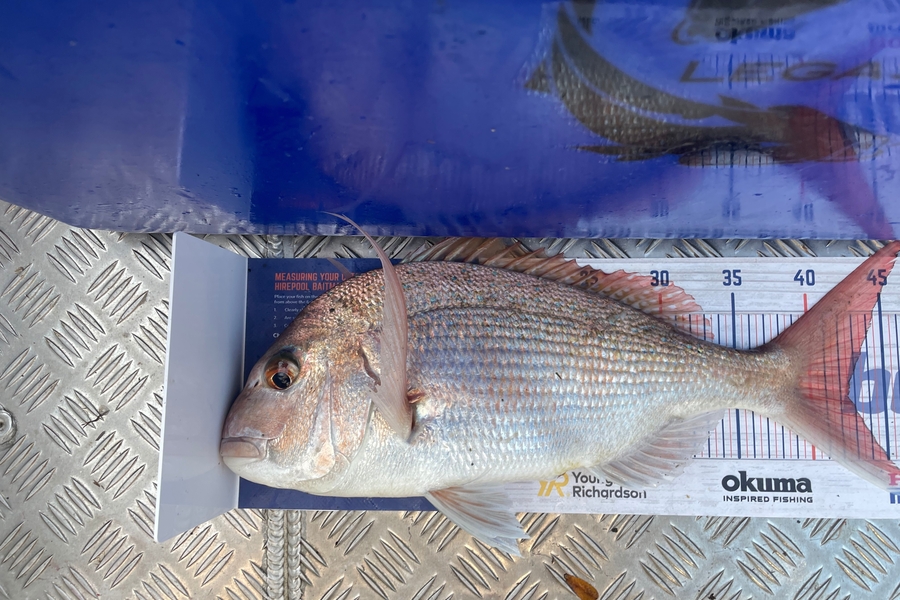 Ben Moran caught this 42.5cm Snapper at Ben and chicks during The Hirepool Baitmates Fishing Comp