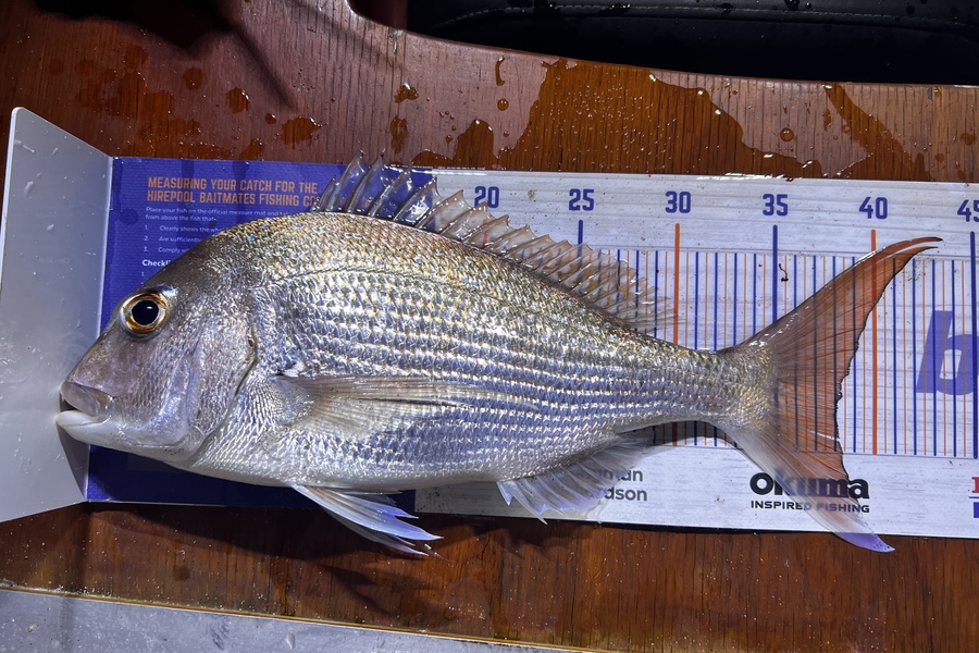 Shannon Millar caught this 38.0cm Snapper at Papamoa Beach  during The Hirepool Baitmates Fishing Comp