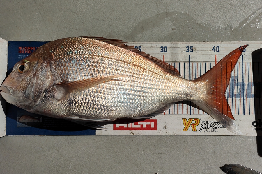 Nikora Wild caught this 41.5cm Snapper at Himatangi  during The Hirepool Baitmates Fishing Comp