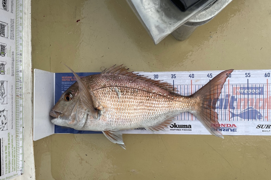Lee Paetai caught this 46.0cm Snapper at Firth of Thames  during The Hirepool Baitmates Fishing Comp