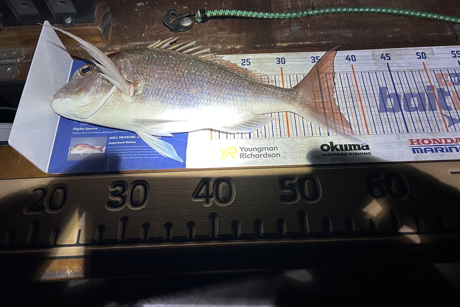 Blair Brookbanks caught this 36.5cm Snapper at Papamoa Beach during The Hirepool Baitmates Fishing Comp