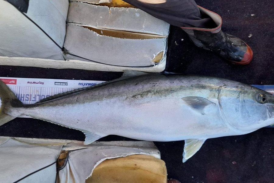 Josh Gibson caught this 122.5cm Kingfish at New Plymouth  during The Hirepool Baitmates Fishing Comp