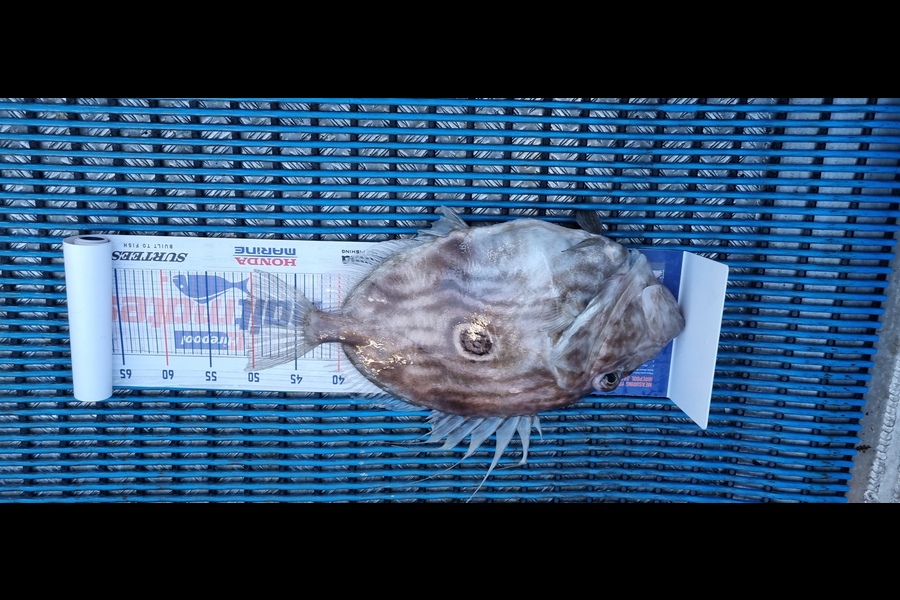 Tracey Castle caught this 51.0cm John Dory at new plymouth  during The Hirepool Baitmates Fishing Comp