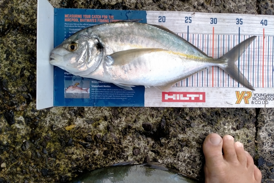 Andrew Cornelder caught this 34.0cm Trevally at Tauranga  during The Hirepool Baitmates Fishing Comp