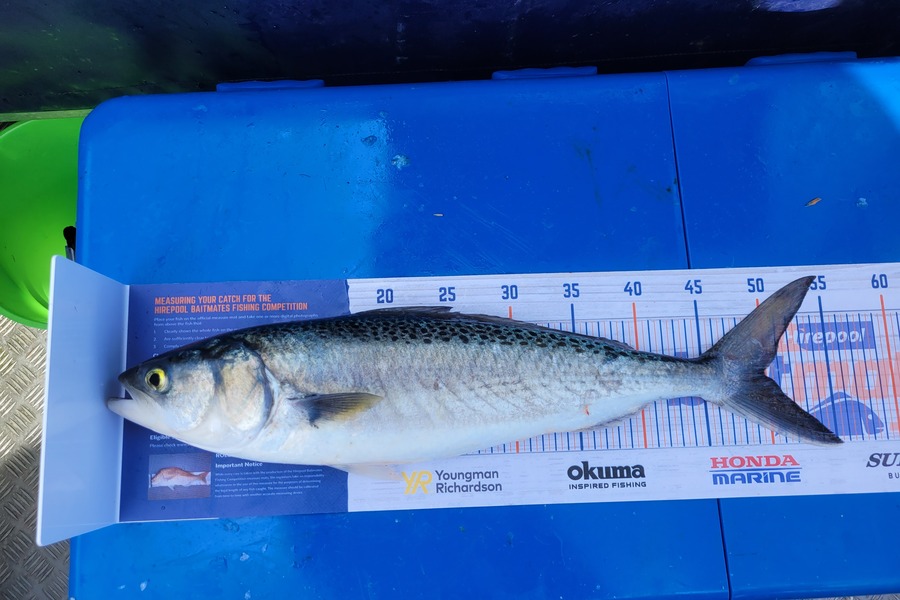 Robert Falconer caught this 50.0cm Kahawai at New Plymouth  during The Hirepool Baitmates Fishing Comp