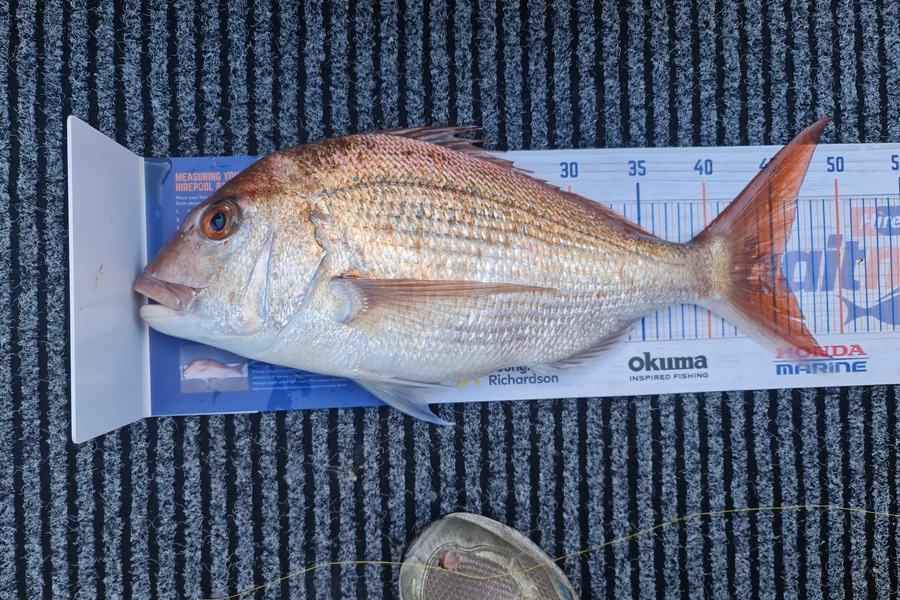 Mark  Goodwin caught this 45.5cm Snapper at Bay of plenty  during The Hirepool Baitmates Fishing Comp
