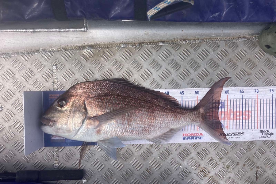 Eden Farley caught this 56.5cm Snapper at Parengarenga  during The Hirepool Baitmates Fishing Comp