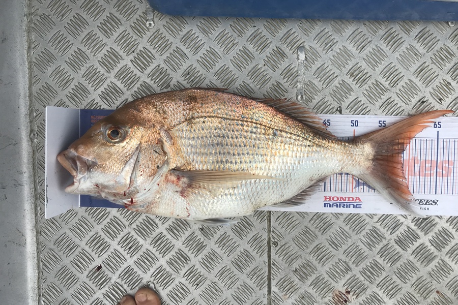 Kraig Steiner caught this 58.5cm Snapper at Kaipara during The Hirepool Baitmates Fishing Comp