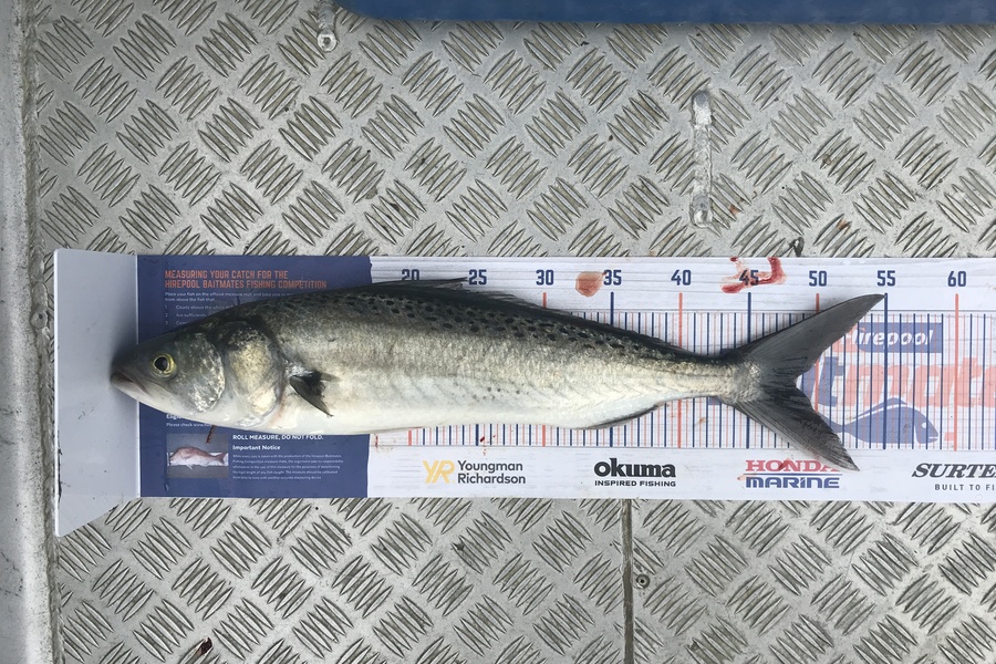 Kraig Steiner caught this 48.0cm Kahawai at Kaipara during The Hirepool Baitmates Fishing Comp