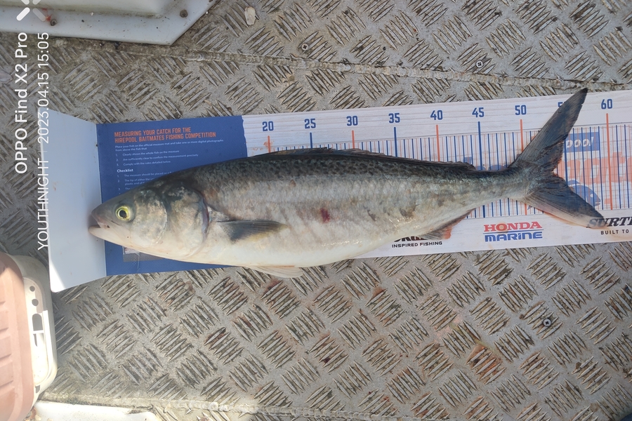 Faaui Tuato caught this 53cm Kahawai at Pukerua bay during The Hirepool Baitmates Fishing Comp