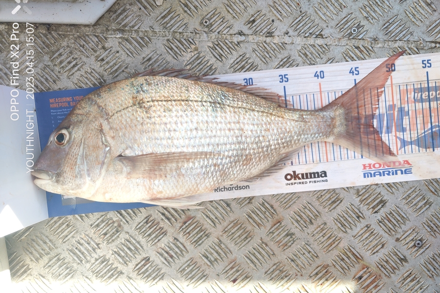 Faaui Tuato caught this 47.0cm Snapper at Pukerua bay during The Hirepool Baitmates Fishing Comp
