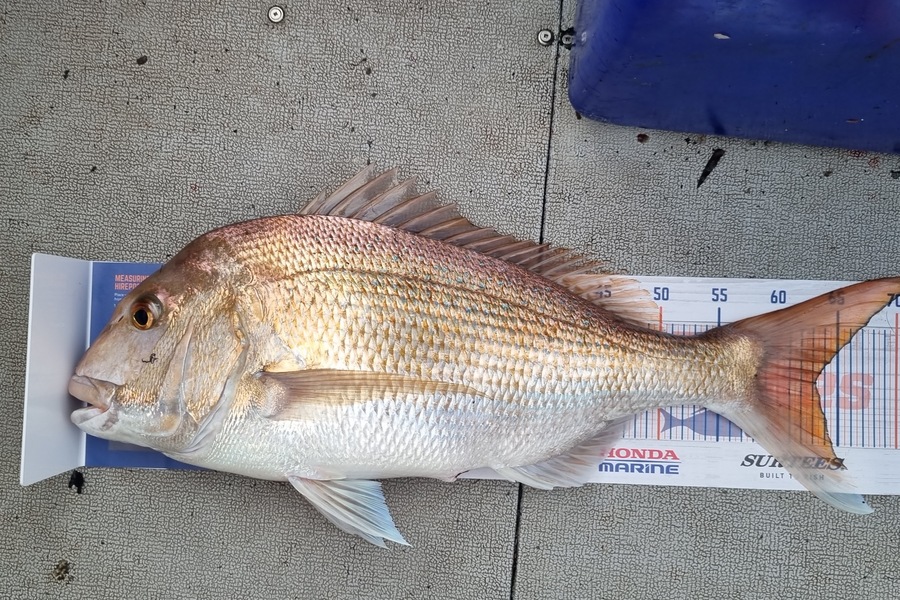 Jesse Nochevan caught this 63cm Snapper at Auckland during The Hirepool Baitmates Fishing Comp