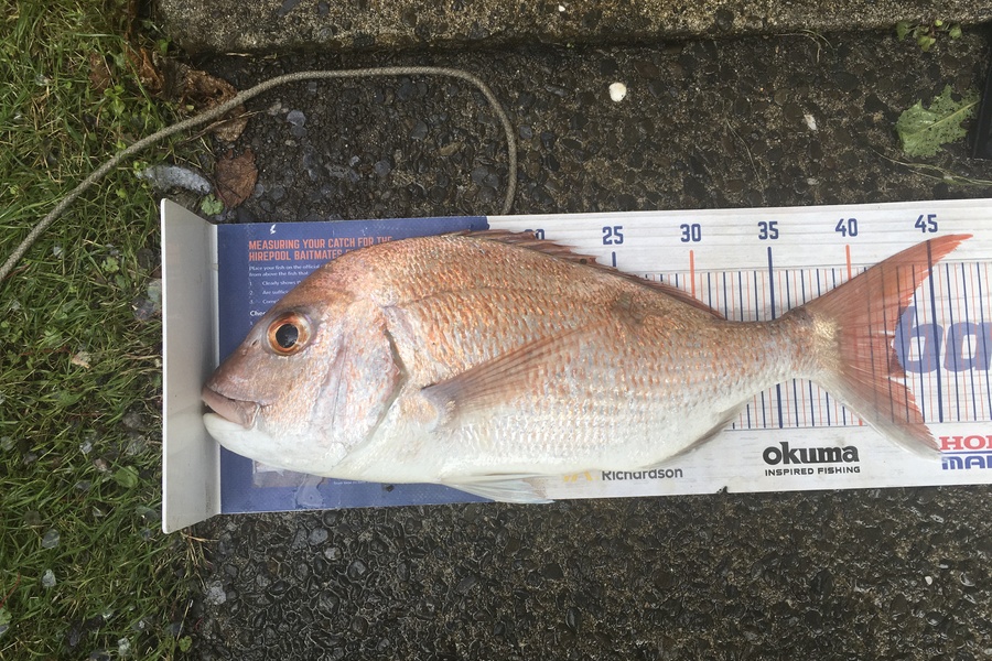 Tony Dodson caught this 42.0cm Snapper at Omaio  during The Hirepool Baitmates Fishing Comp