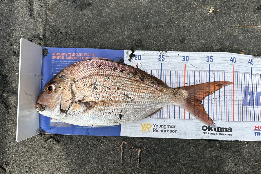 Raj Irving caught this 33.5cm Snapper at Raglan  during The Hirepool Baitmates Fishing Comp