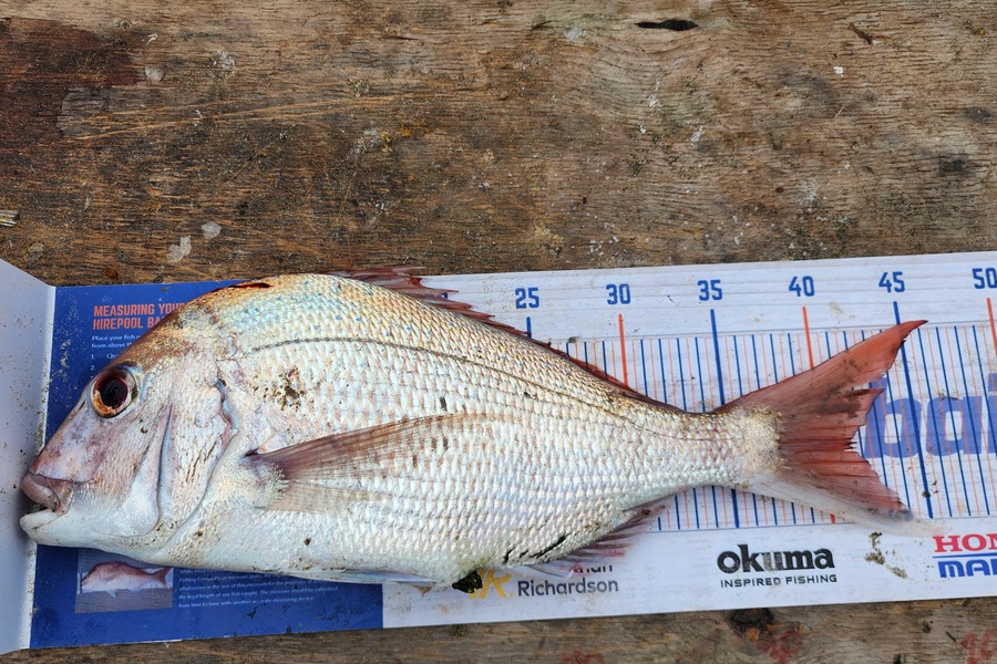 Jon Donaher caught this 41.5cm Snapper at Muriwai  during The Hirepool Baitmates Fishing Comp