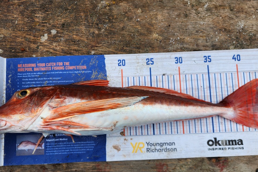 Jon Donaher caught this 43.0cm Gurnard at Muriwai  during The Hirepool Baitmates Fishing Comp