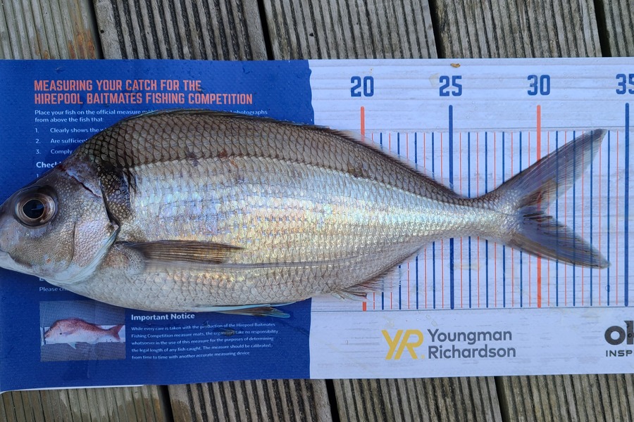 Jordan Boyd caught this 30.0cm Tarakihi at Kapiti  during The Hirepool Baitmates Fishing Comp