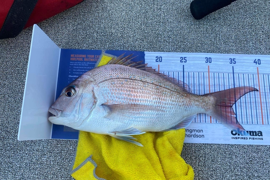 Aaron Johnston caught this 34.0cm Snapper at Raumati Beach  during The Hirepool Baitmates Fishing Comp