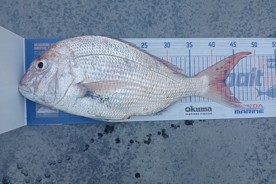 Allan Simons caught this 43.0cm Snapper at Mokau during The Hirepool Baitmates Fishing Comp