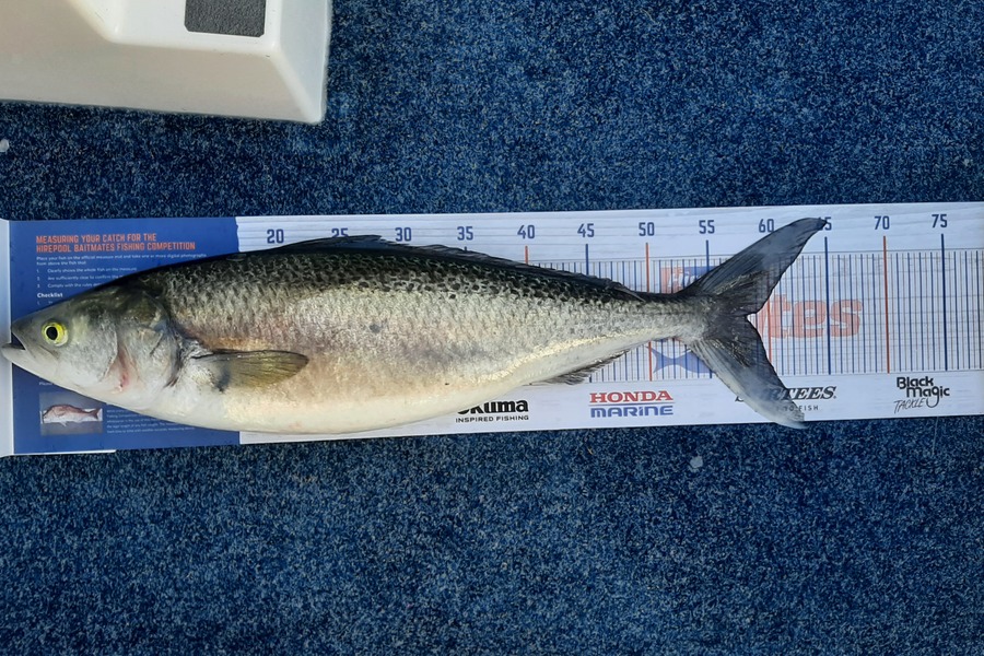 Fraser Gillespie caught this 58.0cm Kahawai at New plymouth  during The Hirepool Baitmates Fishing Comp