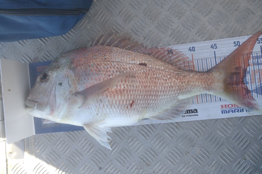 Alex Devine caught this 50.0cm Snapper at Kawhai  during The Hirepool Baitmates Fishing Comp