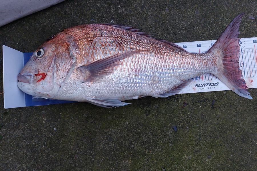 Aaron Frost caught this 73.5cm Snapper at Waitara during The Hirepool Baitmates Fishing Comp