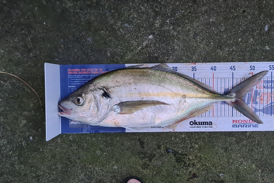 Bevan Harris caught this 47.5cm Trevally at Waitara during The Hirepool Baitmates Fishing Comp
