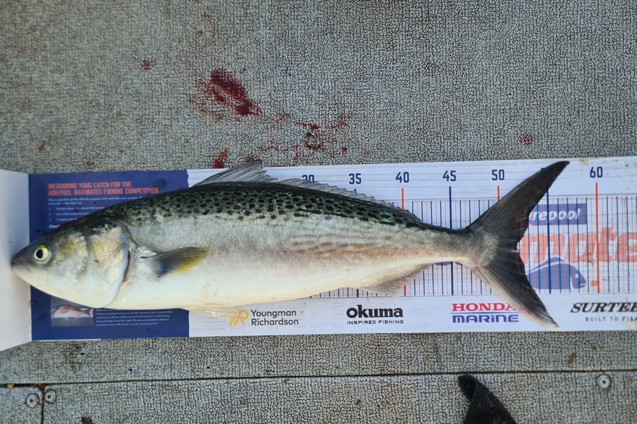 Bevan Harris caught this 51.5cm Kahawai at Waitara during The Hirepool Baitmates Fishing Comp